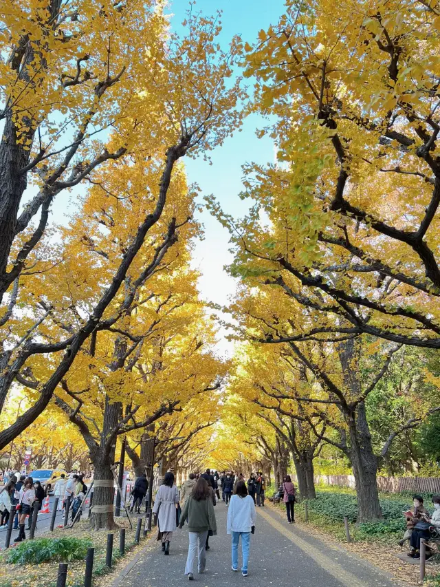 東京賞銀杏|千萬別錯過的絕美景點!