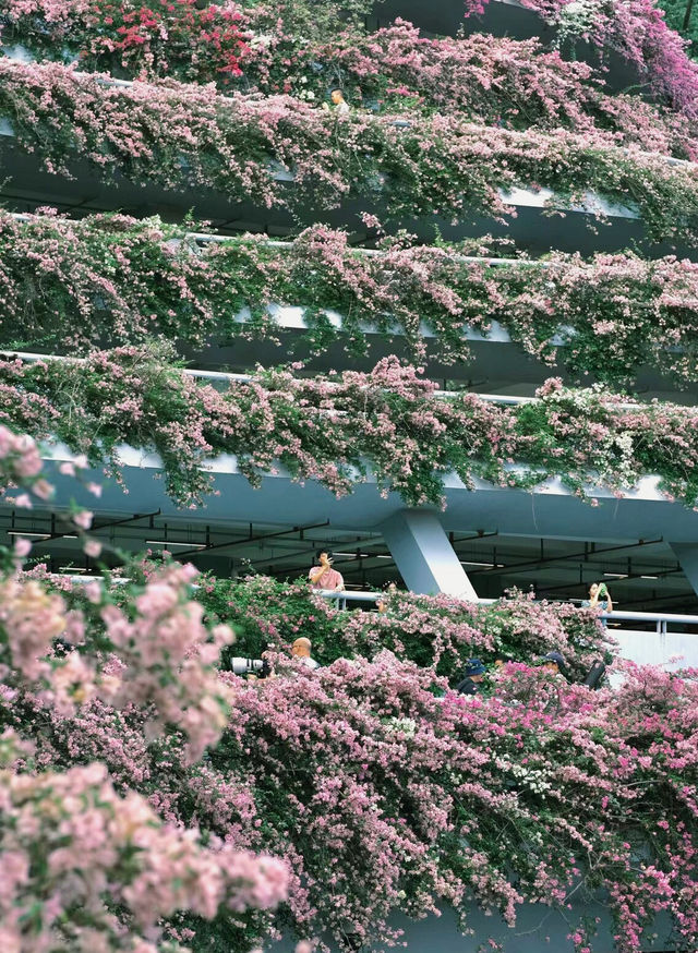 深圳「小花園」可以讓你出大片哦