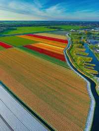 🌷✨ Enchanted Netherlands: Tulips & Fairy