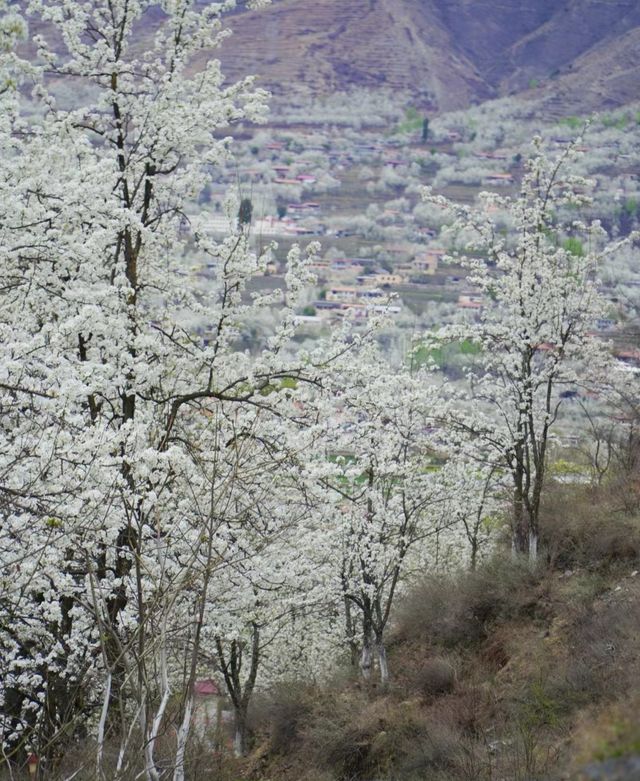 金川的梨花盛開，周末快衝川西！