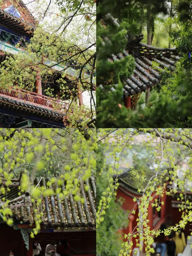 Wuhan | Qingchuan Pavilion, "Clear rivers lined with the trees of Hanyang"