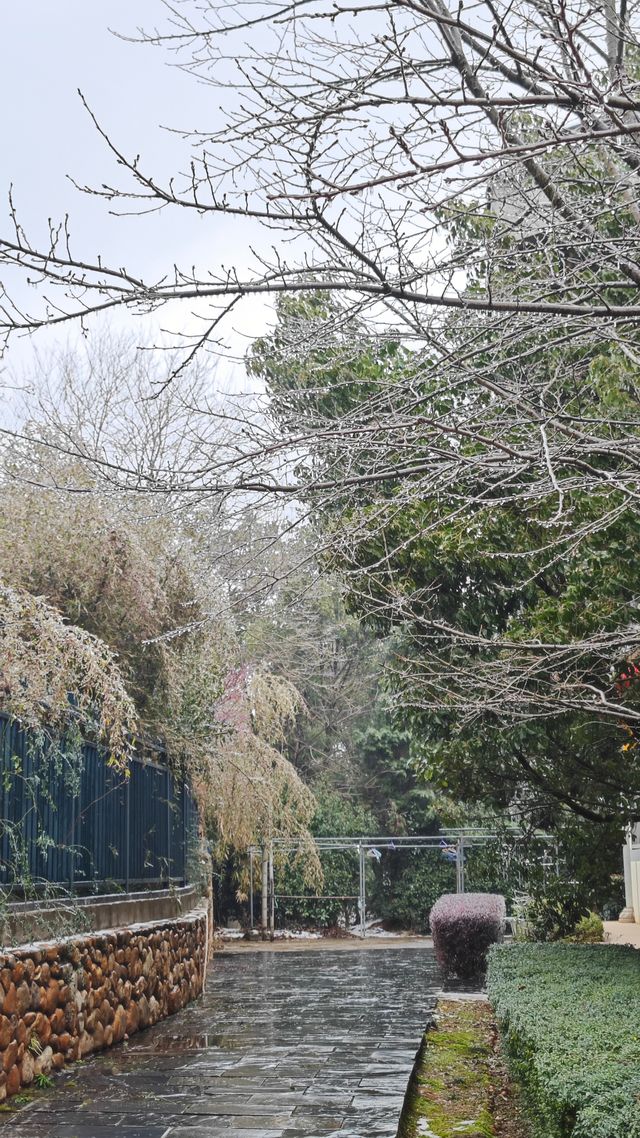 最美雪景｜春天冻雨覆蓋下的東林寺淨土苑