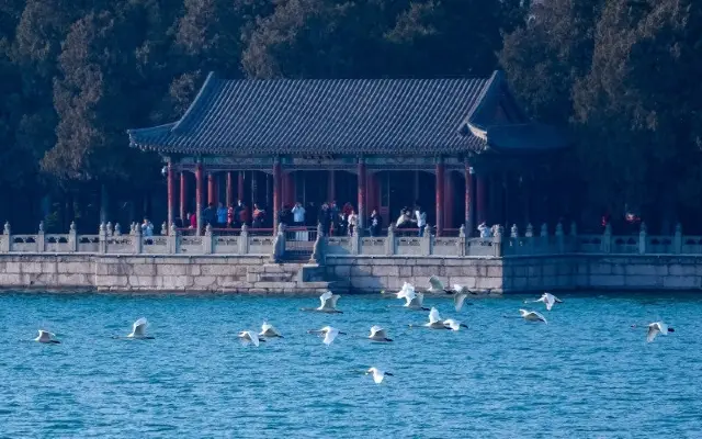 Swans "Descend" on Kunming Lake in the Summer Palace