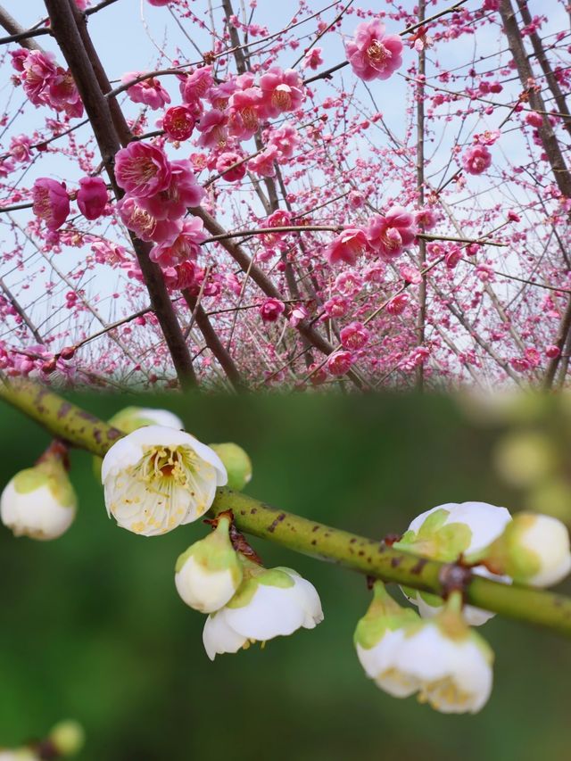 浙江小九寨溝花已開！