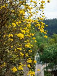 開滿黃花風鈴木的國家森林公園