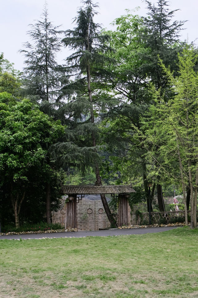 躲進茶山裡 大口吸氧