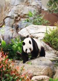 香港親子遊,老牌寶藏樂園,真的玩到嗨!