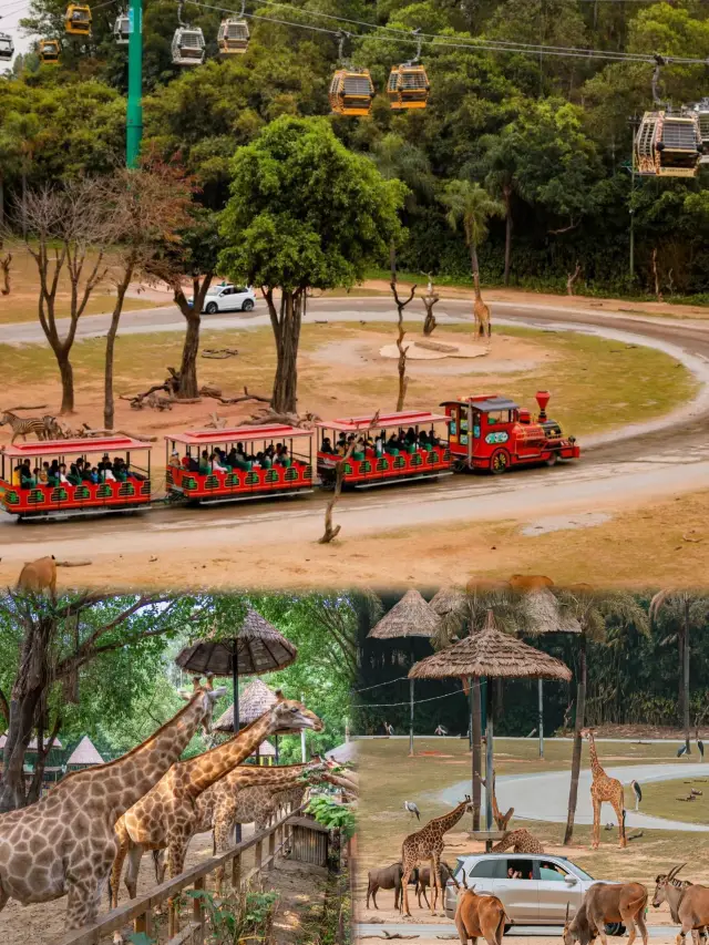 Bringing kids to Guangzhou Chimelong Safari Park? Here's how to play
