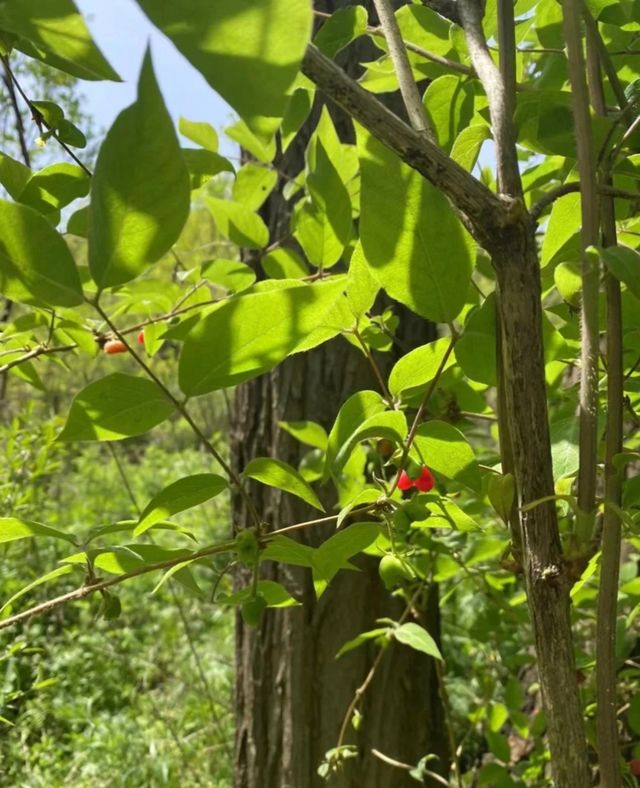 西安每週一山 適合小白 春日踏青賞花