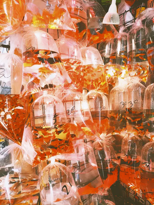 Mong Kok Goldfish Street | Immerse yourself in Wong Kar-wai's Chungking Express