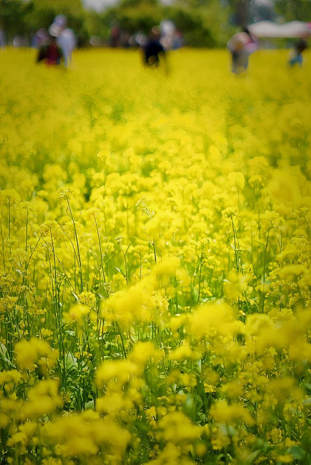 5月4日溫榆河實況｜油菜花開的好，人也多…