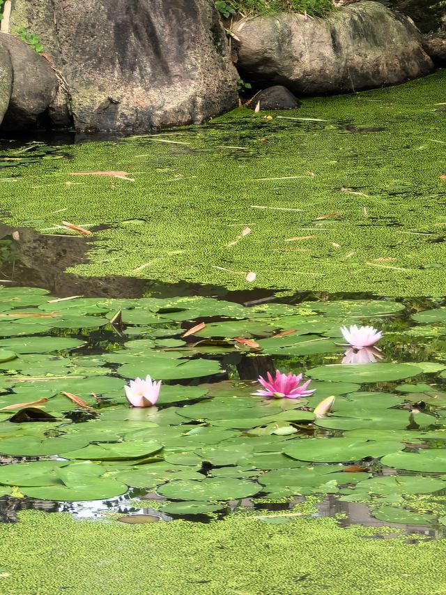 福州茶亭公園之小荷才露尖尖角