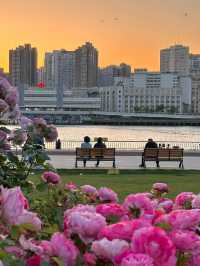 上海已經next level，薔薇花海美到不真實！