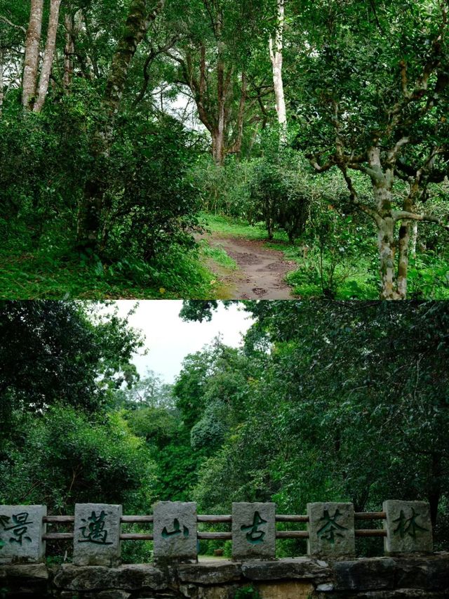 【景迈山】有五片栽培型古茶林