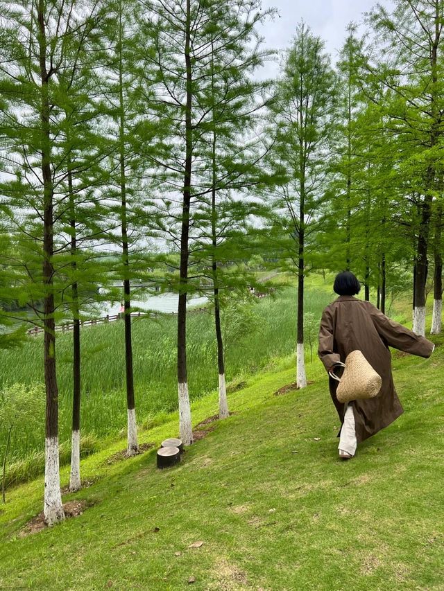長沙松雅湖偶遇故事裡的小黃花
