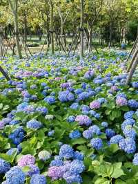 徐匯這個公園不宣傳繡球花海糊塗啊