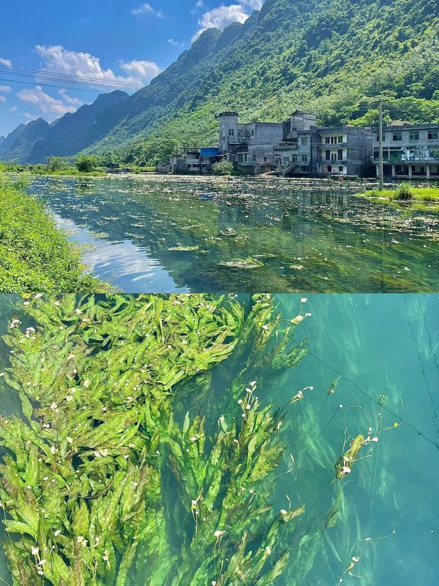 都安澄江會開花的河美得像一幅畫不要