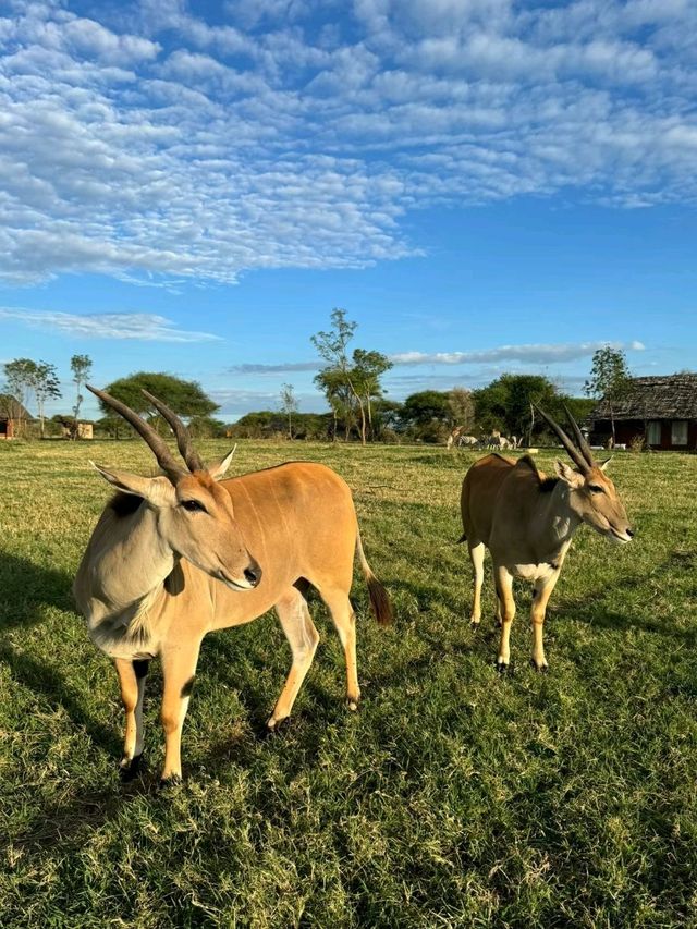 Tanzania Safari - loves giraffes the most🥰❤️