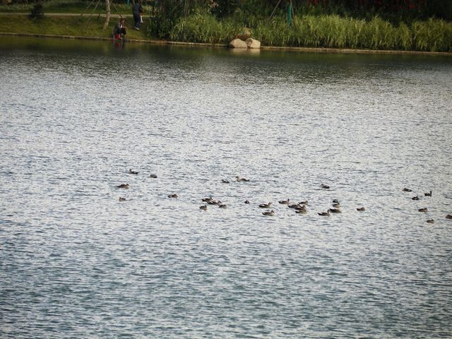 和順古鎮野鴨湖。
