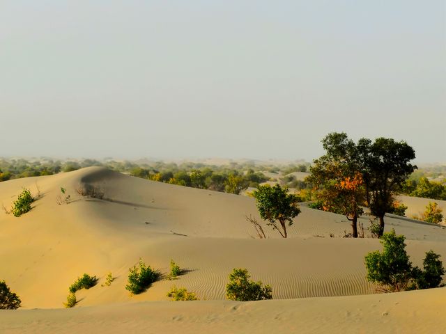 2024.9.27 ‌塔克拉瑪干沙漠‌，位於新疆南疆的塔里木盆地中心，是中國最大的沙漠，也是世界第十。