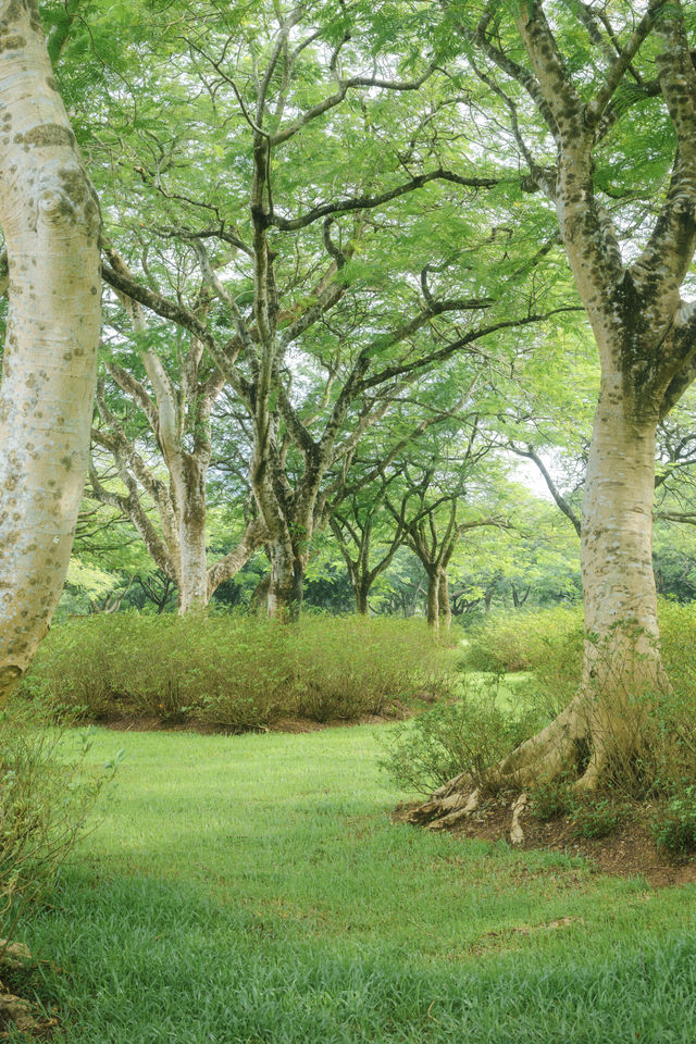 總有一次在公園相遇吧，我怕我會愛上這裡。