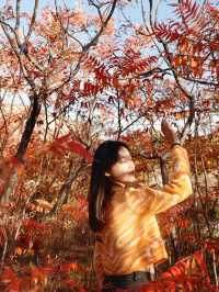 滿山紅遍日照金山紅葉谷太震撼了。