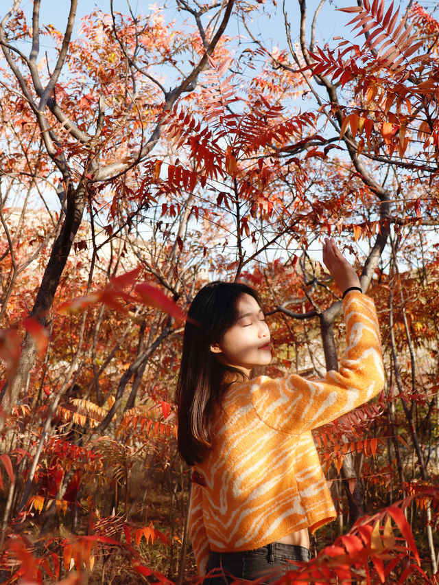 滿山紅遍日照金山紅葉谷太震撼了。