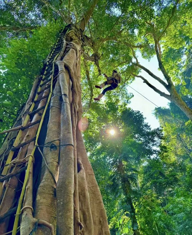 西雙版納基諾山雨林行山美圖分享5。