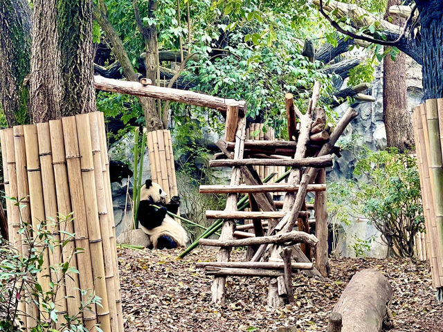 Chengdu’s cutesy pandas