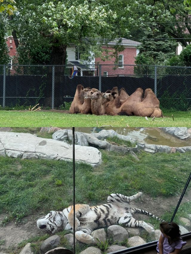 底特律動物園遊玩全攻略。