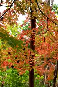 南京棲霞山紅楓觀賞攻略。