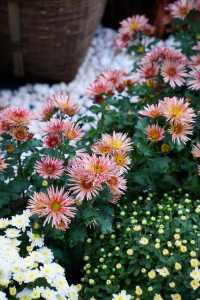 菊花展｜黃花崗公園｜廣州閒逛好去處。