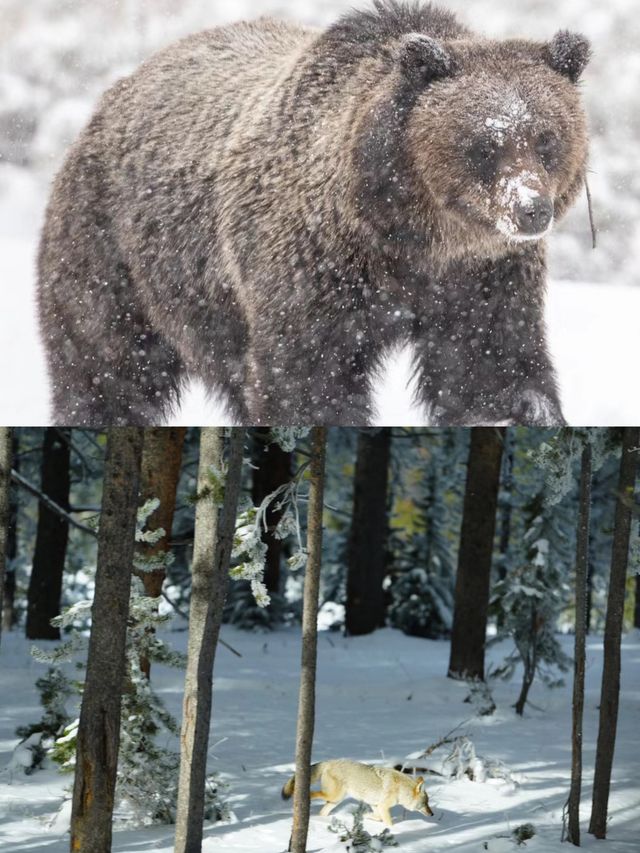 Winter in Yellowstone is a must-visit!