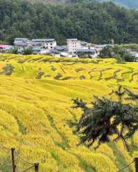 廣東秋日限定|打卡風吹麥田的秋天
