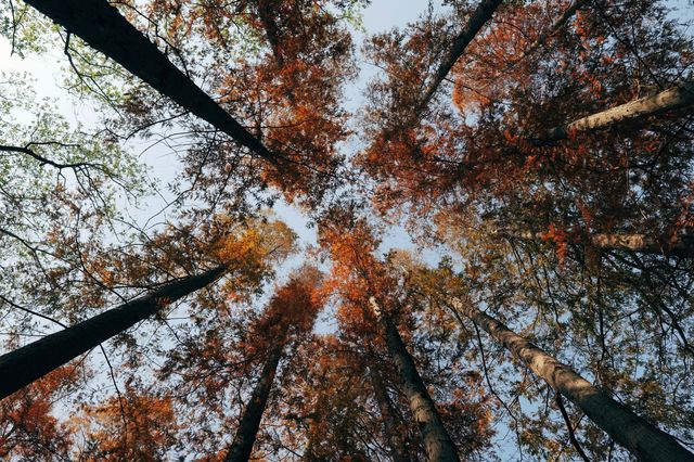 上海紅葉季｜閔行紅園，我言冬日勝春朝
