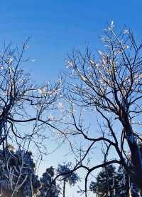 南岳衡山賞雪，沒有攻略真心勸你別去！！