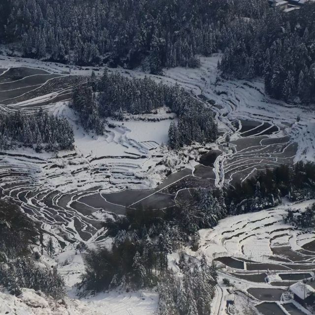 紫鹊界的青煙色
