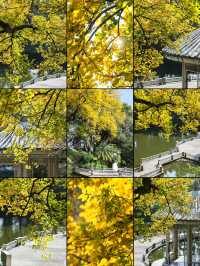 錯過再等一年佛山這個地鐵直達的公園秋景好美