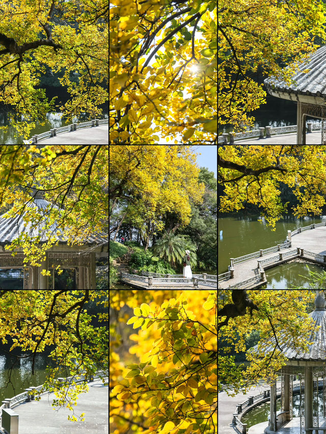 錯過再等一年佛山這個地鐵直達的公園秋景好美