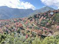 大理無量山·櫻花谷