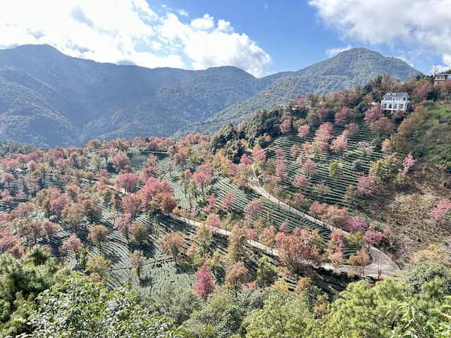 大理無量山·櫻花谷