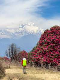 尼泊爾春天就是漫山的高山杜鵑加雪山。