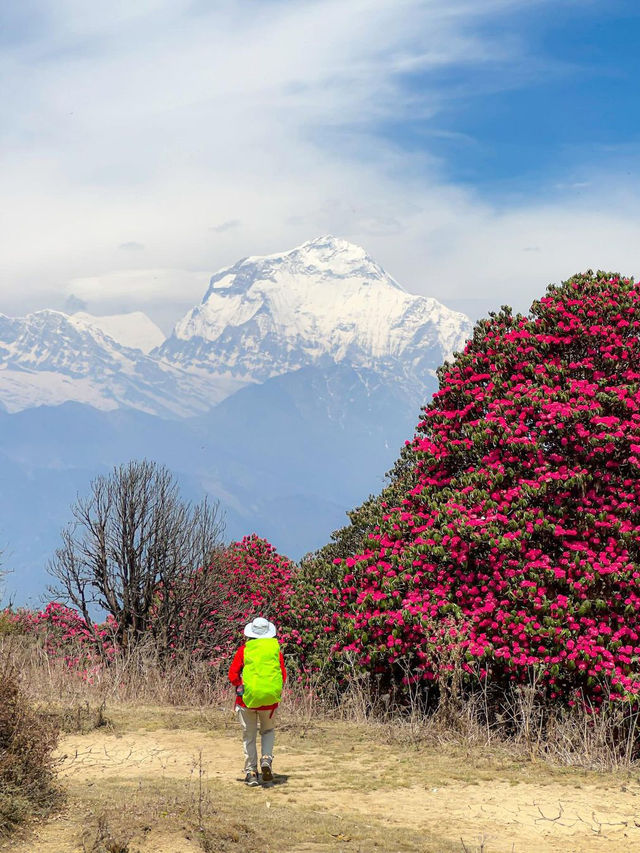 尼泊爾春天就是漫山的高山杜鵑加雪山。