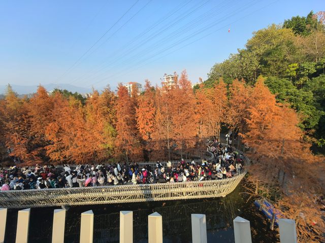 梅峰山地公園的水杉紅啦