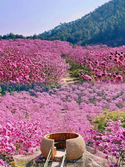 Only here can you understand the beauty of flowers in full bloom