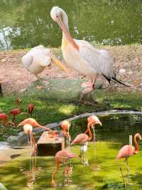 親子活動｜深圳野生動物園