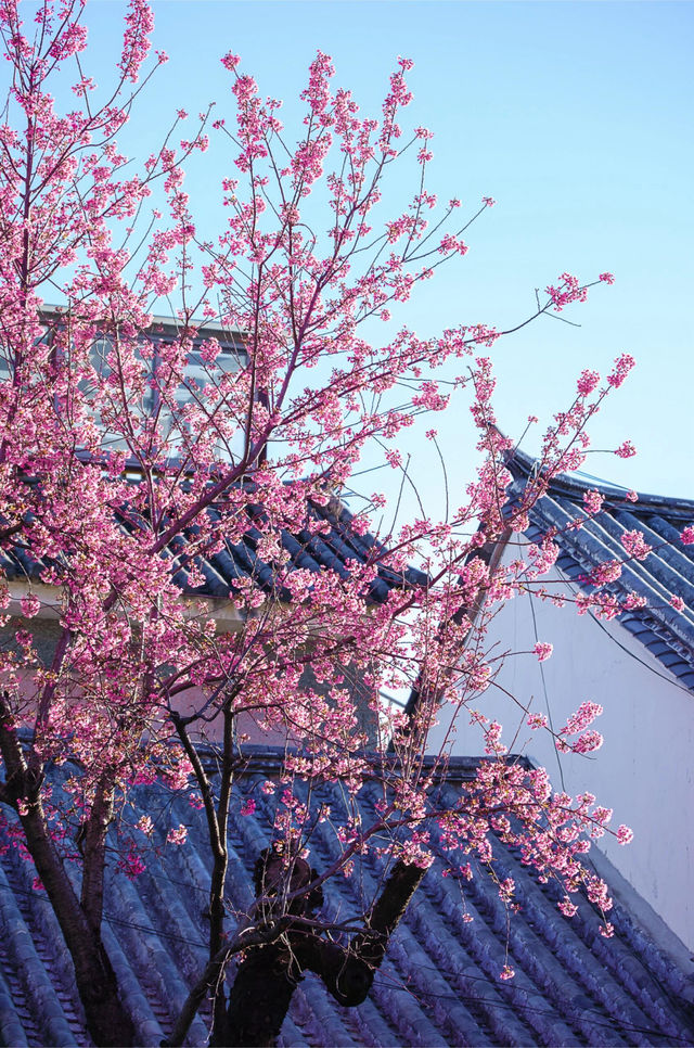 大理菜市場，冬櫻花爛大街