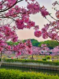 後海中心河公園｜紫花風鈴木盛開的冬天