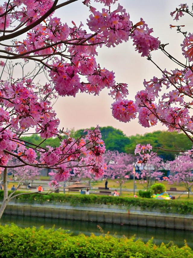 後海中心河公園｜紫花風鈴木盛開的冬天