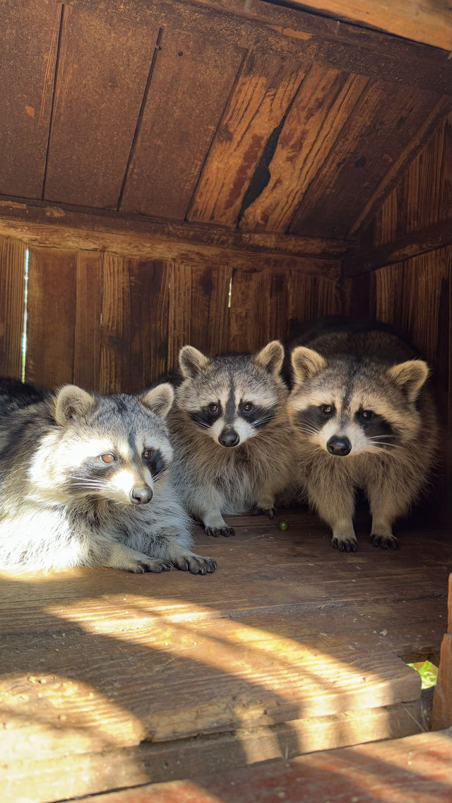 雲南野生動物園